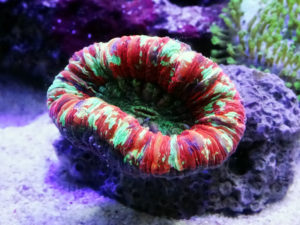 オオバナサンゴ