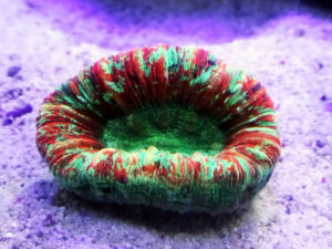 オオバナサンゴ