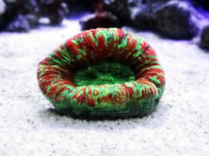 オオバナサンゴ