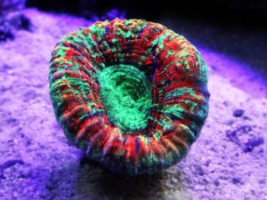 オオバナサンゴ