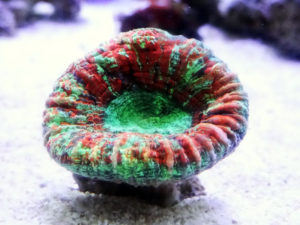 オオバナサンゴ