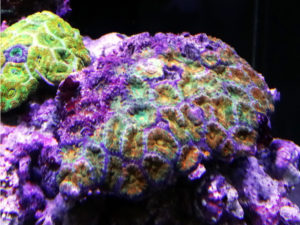 カクオオトゲキクメイシ