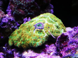 カクオオトゲキクメイシ