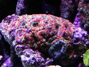 カクオオトゲキクメイシ