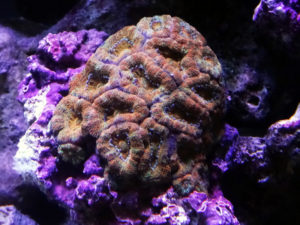 カクオオトゲキクメイシ