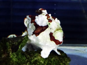 クマドリカエルアンコウ