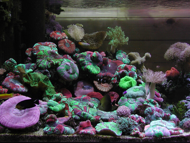 スプラッシュお問合せ