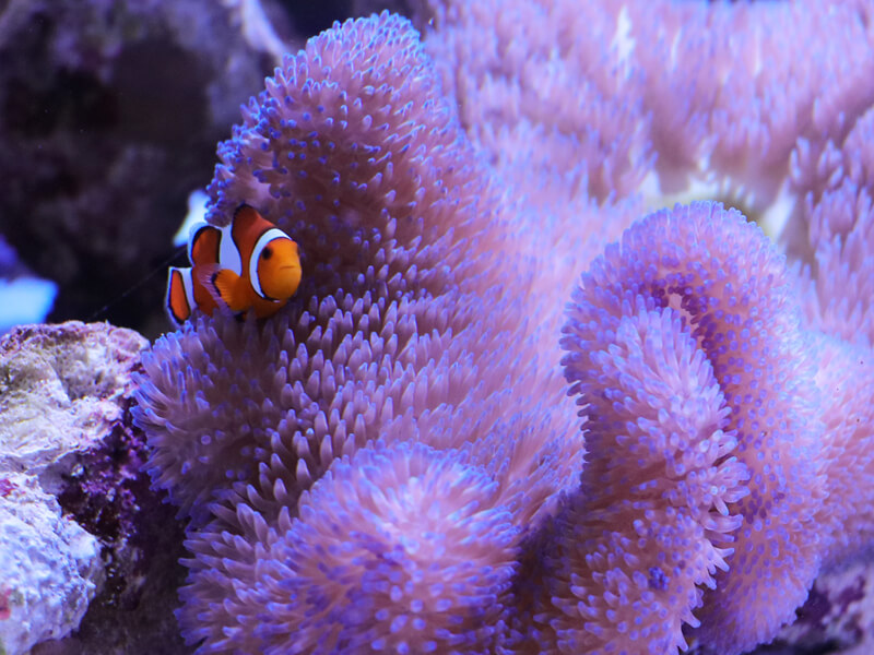 スプラッシュアルバイト募集