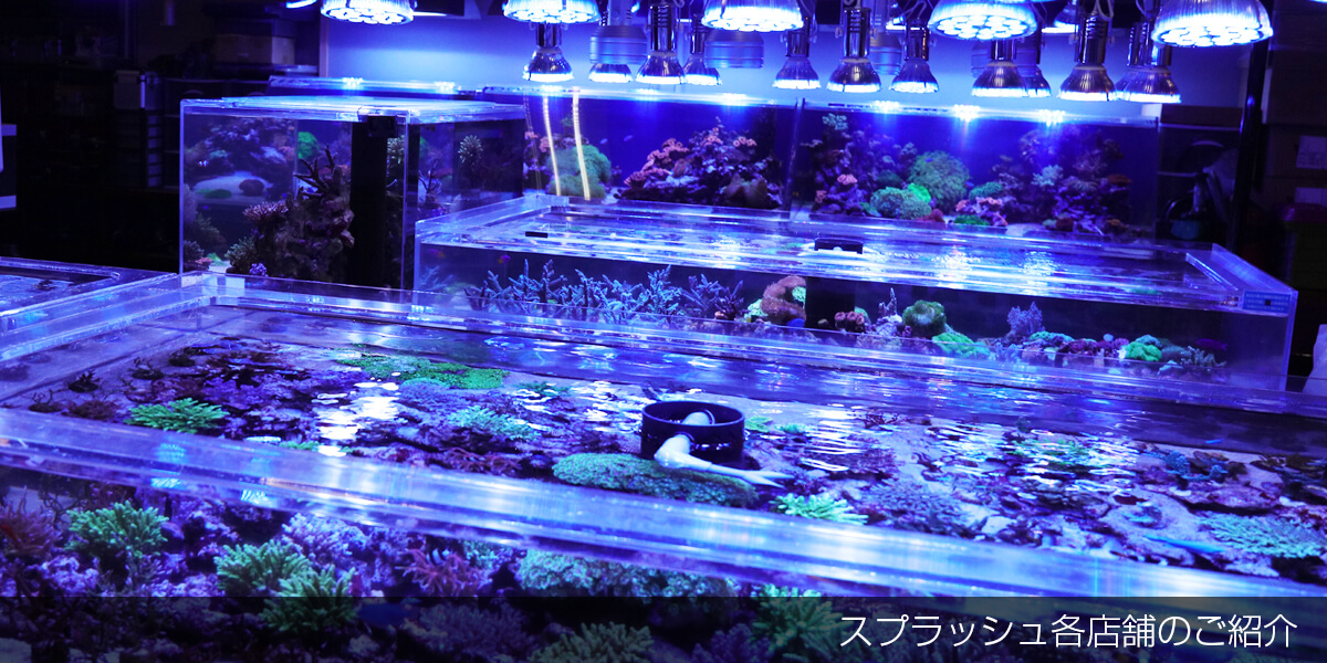 スプラッシュ店舗紹介