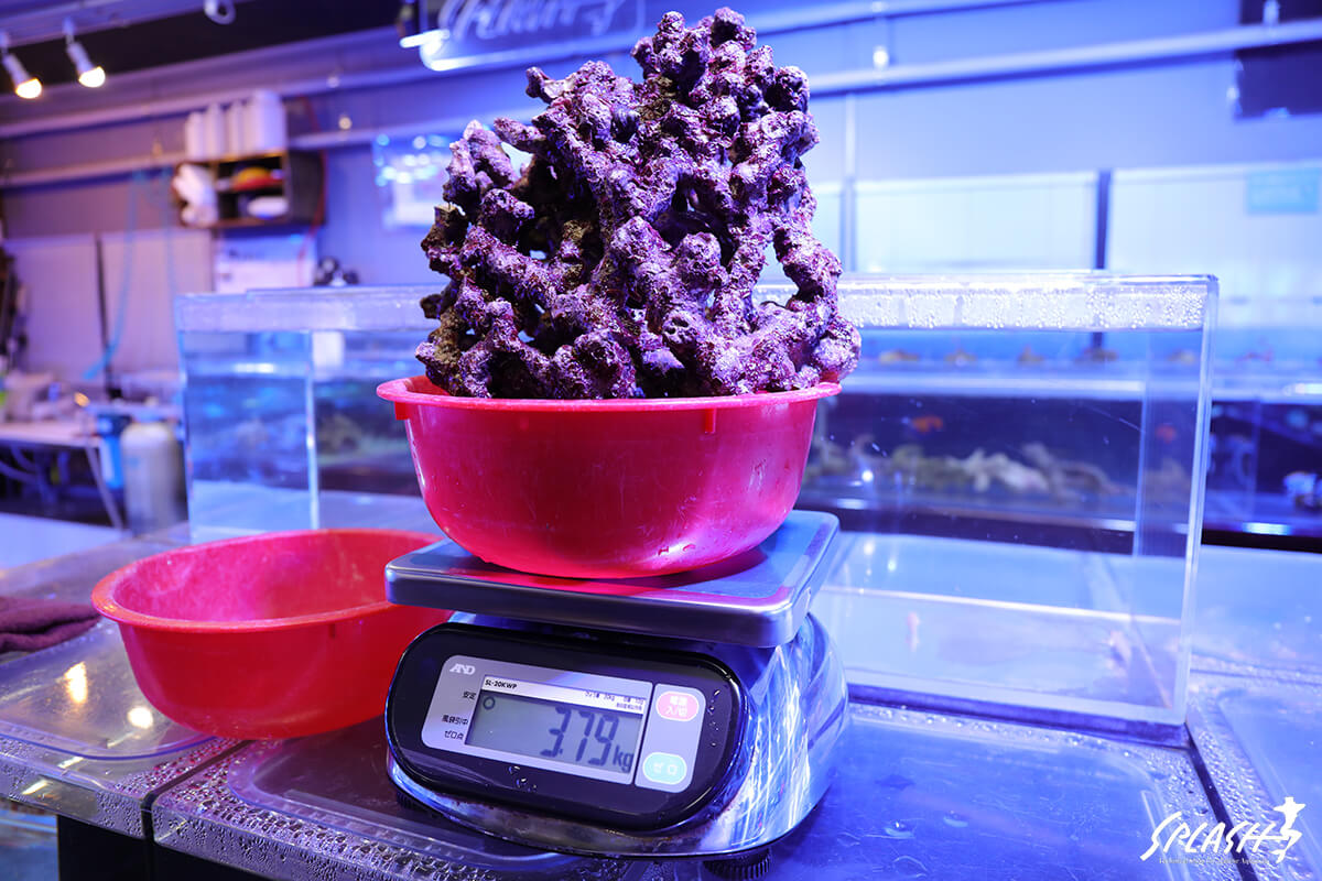 4キロ以下(3.79キロ)の枝状ライブロック