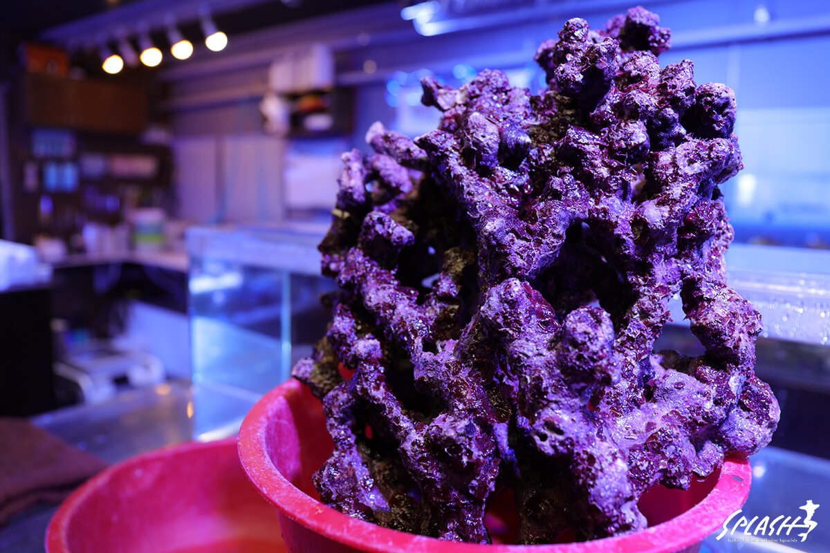 4キロ以下(3.79キロ)の枝状ライブロック