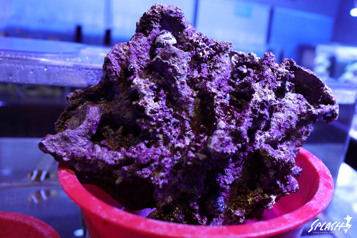 ノーマル状ライブロックの軽量例(約4キロ:3.60キロ)