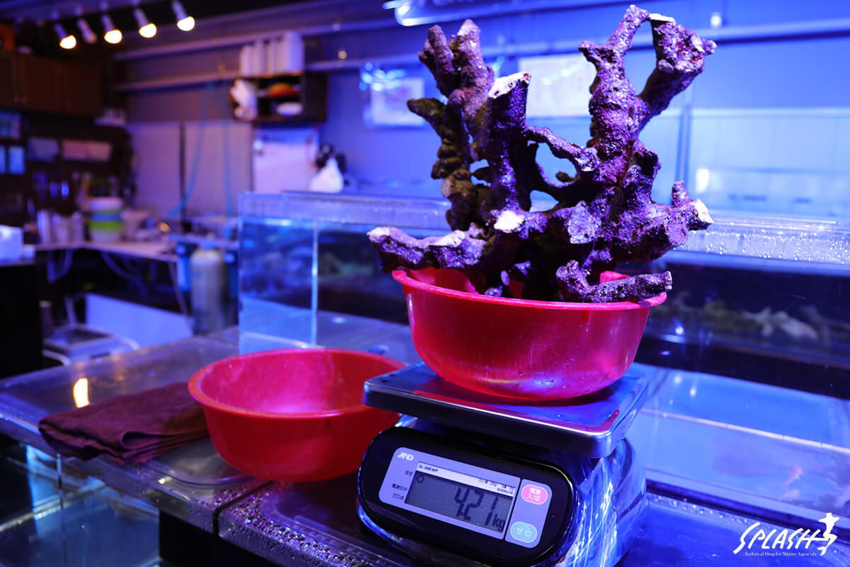 約4キロ以上(4.21キロ)の枝状ライブロック