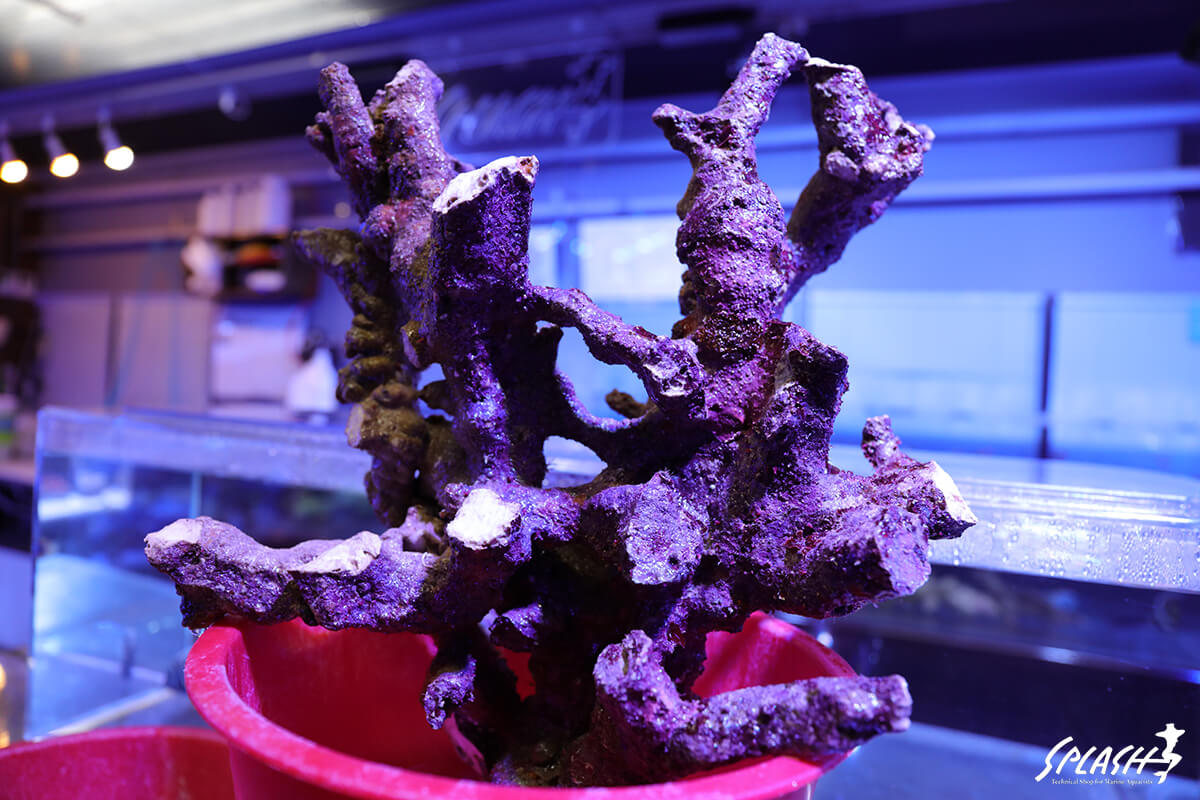 4キロ以上(4.21キロ)の枝状ライブロック