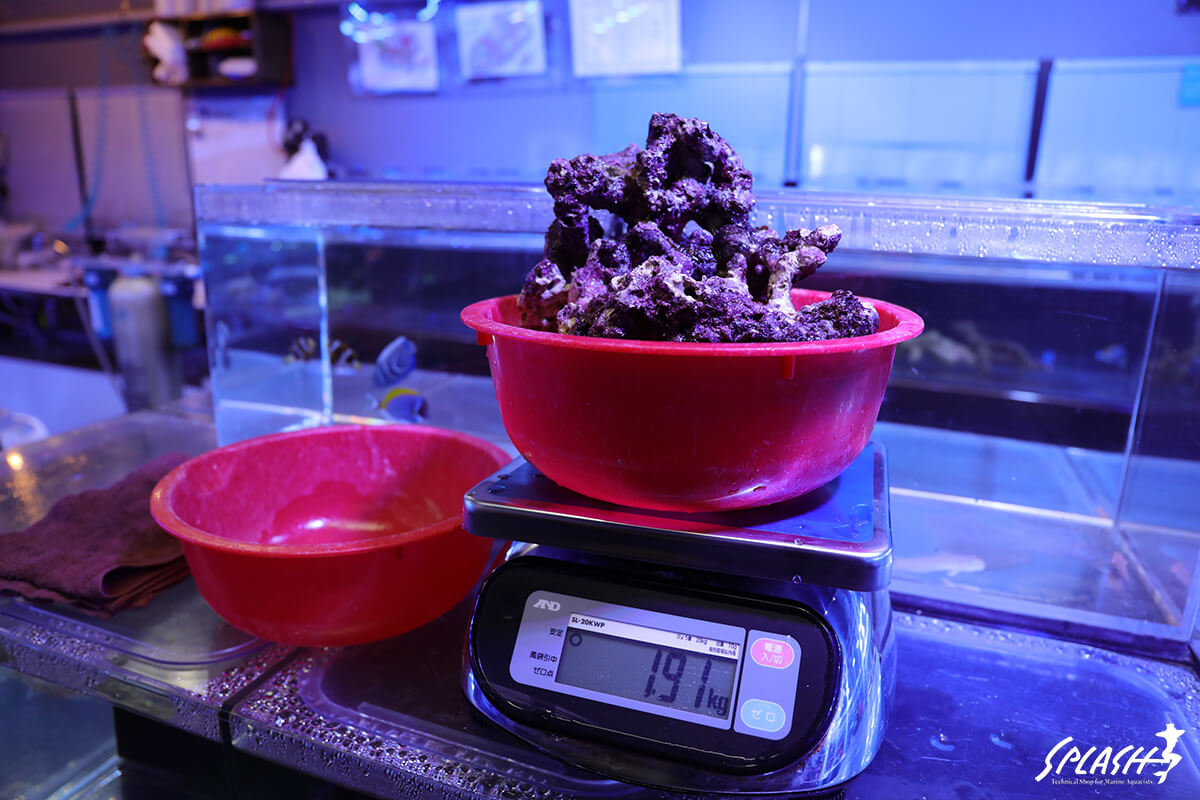 約2キロ(1.91キロ)の枝状ライブロック