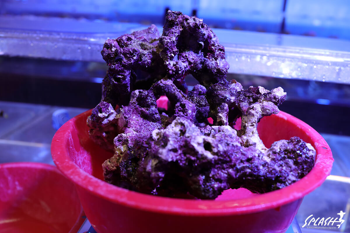 約2キロ(1.91キロ)の枝状ライブロック