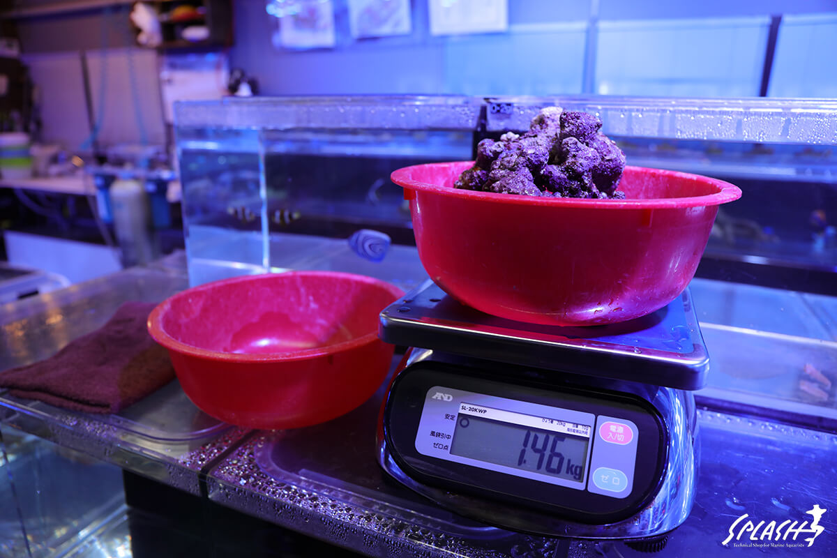 約1.5キロ(1.46キロ)の枝状ライブロック