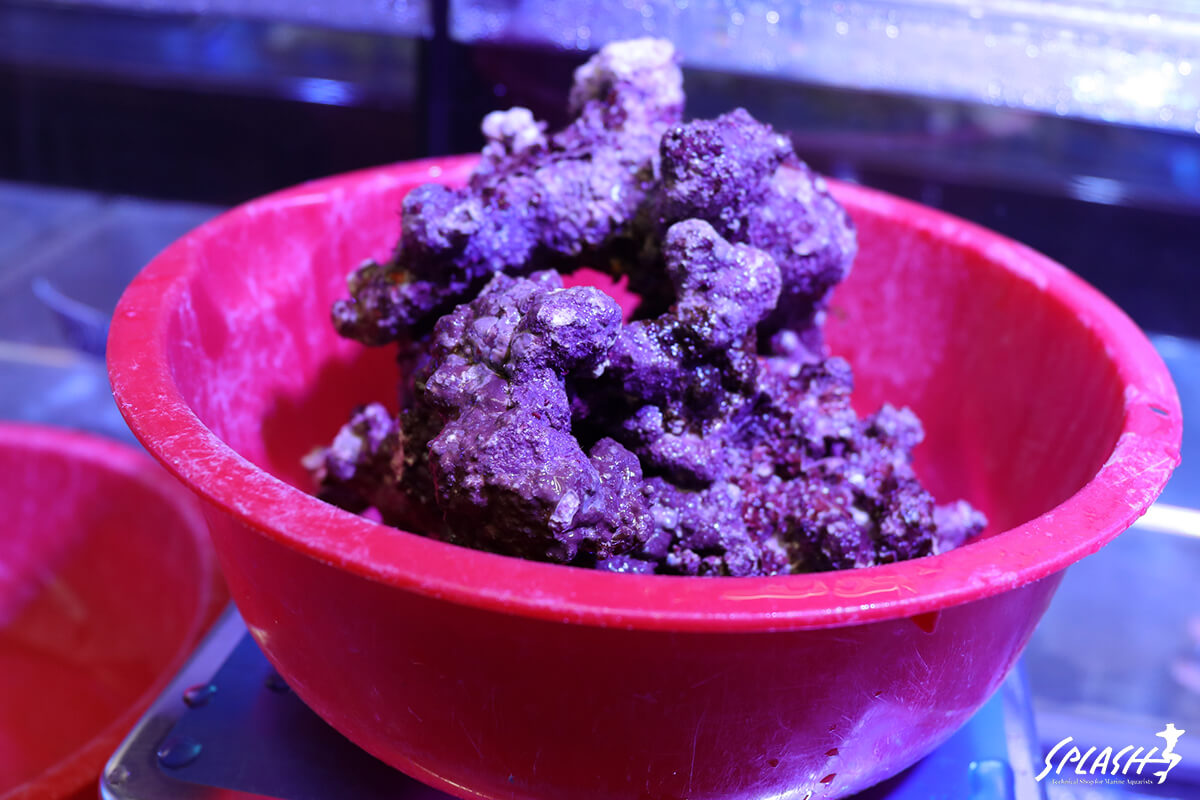 約1.5キロ(1.46キロ)の枝状ライブロック