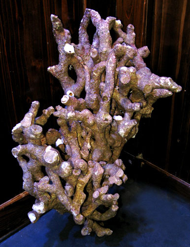 枝状ライブロックサンプルイメージ01(過去に入荷したライブロックです。)