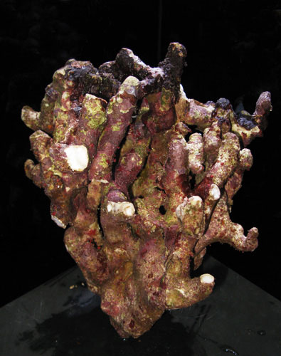 枝状ライブロックサンプルイメージ02(過去に入荷したライブロックです。)