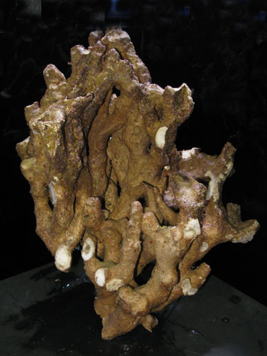 枝状ライブロックサンプルイメージ03(過去に入荷したライブロックです。)