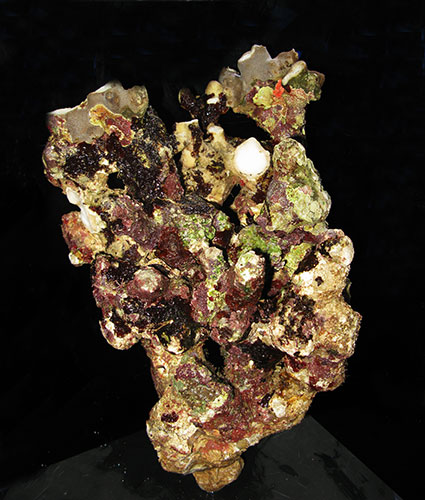 枝状ライブロックサンプルイメージ04(過去に入荷したライブロックです。)