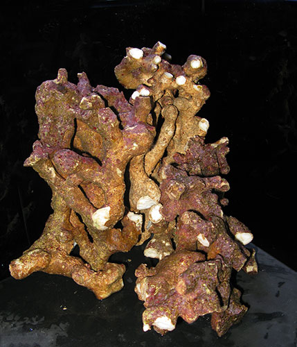 枝状ライブロックサンプルイメージ05(過去に入荷したライブロックです。)