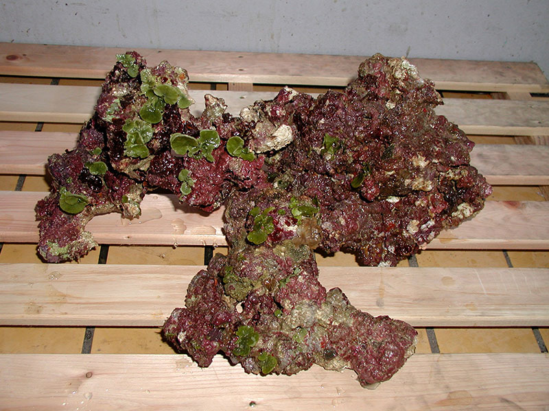 ノーマルライブロックサンプルイメージ01(過去に入荷したライブロックです。)