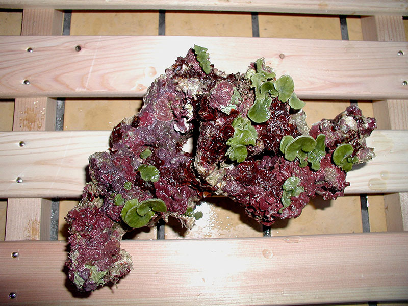 ノーマルライブロックサンプルイメージ02(過去に入荷したライブロックです。)