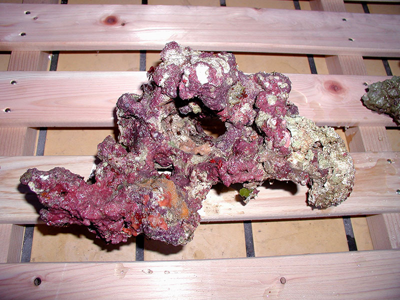 ノーマルライブロックサンプルイメージ03(過去に入荷したライブロックです。)