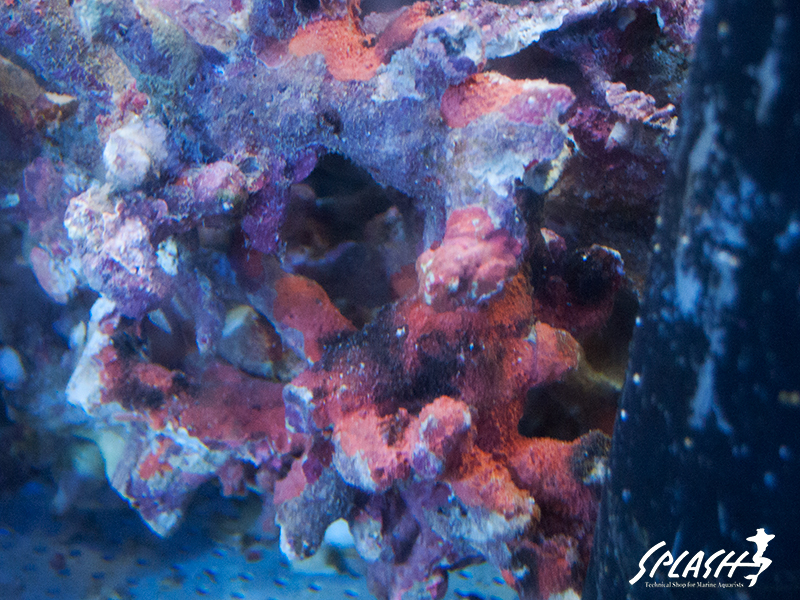 ライブロック入荷時のイメージ