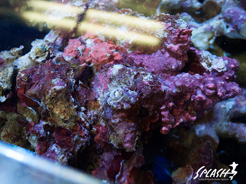 ライブロック入荷時のイメージ