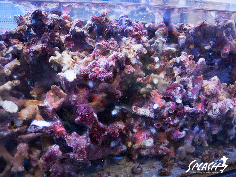 ライブロック入荷時のイメージ