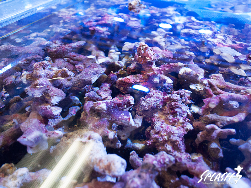 ライブロック入荷時のイメージ