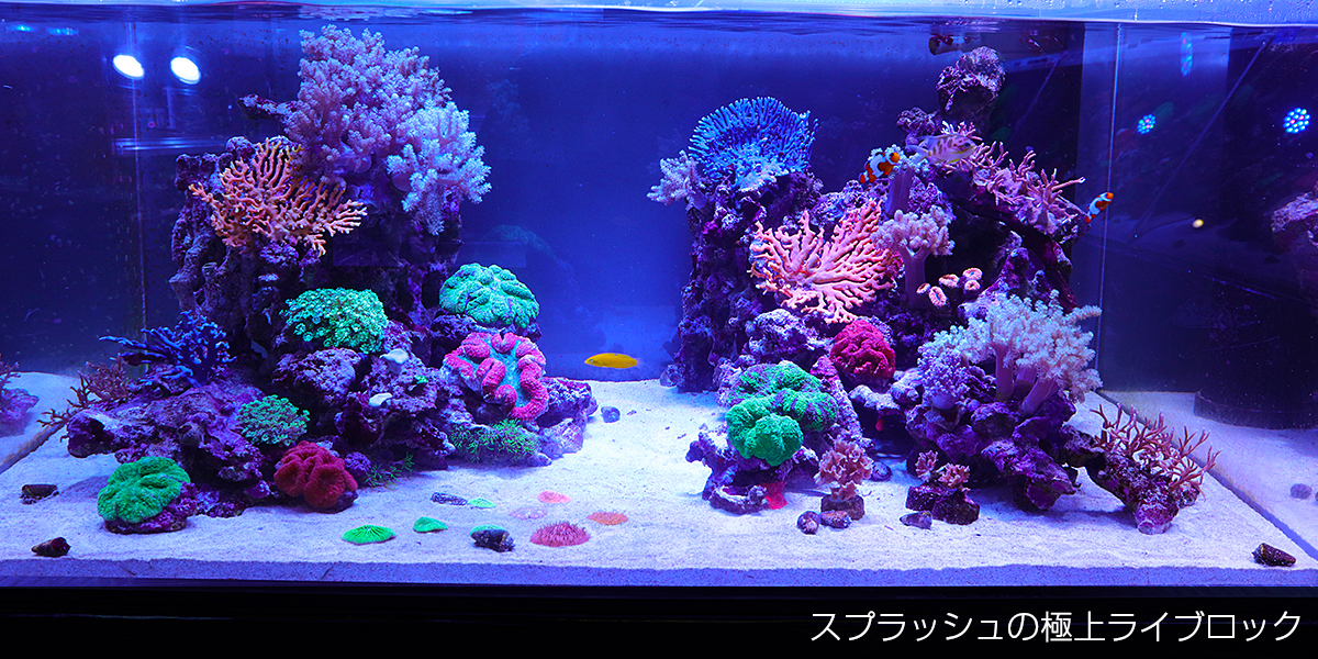 スプラッシュオリジナル極上ライブロック通信販売