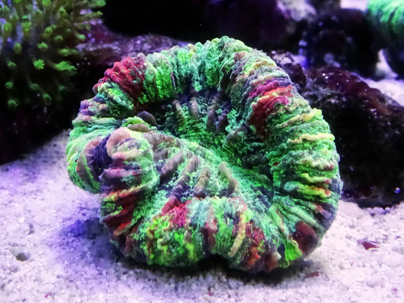 オオバナサンゴ