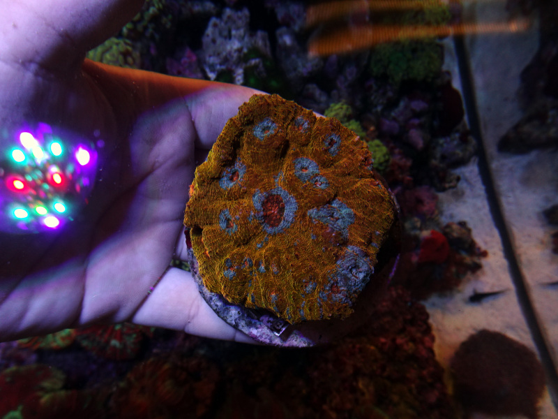 ウスカミサンゴオレンジ