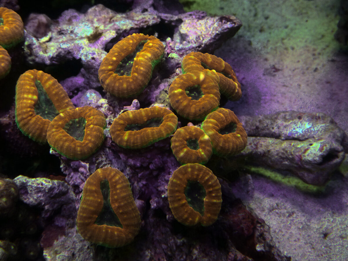 マルナハガタオレンジ　Lサイズ