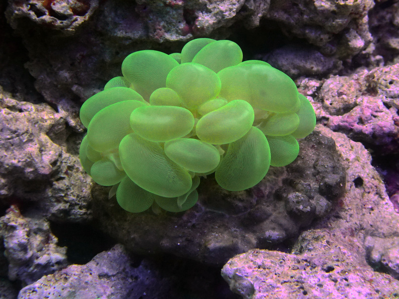 バブルコーラルグリーン