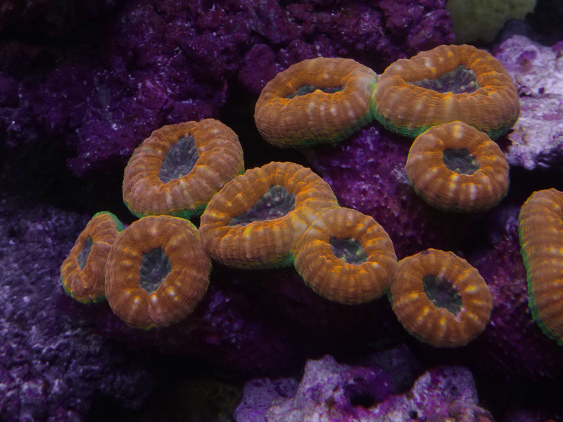 マルナハガタオレンジ　Lサイズ