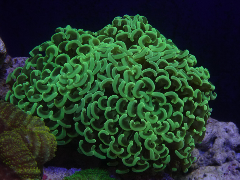 ナガレハナイエローグリーンNO2