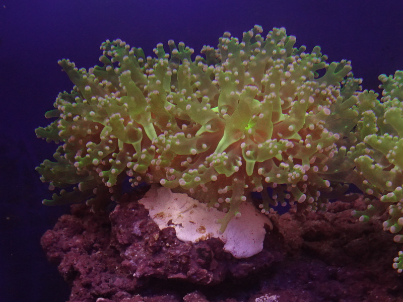 タコアシブランチ