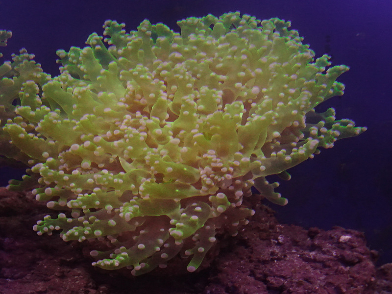 タコアシブランチ