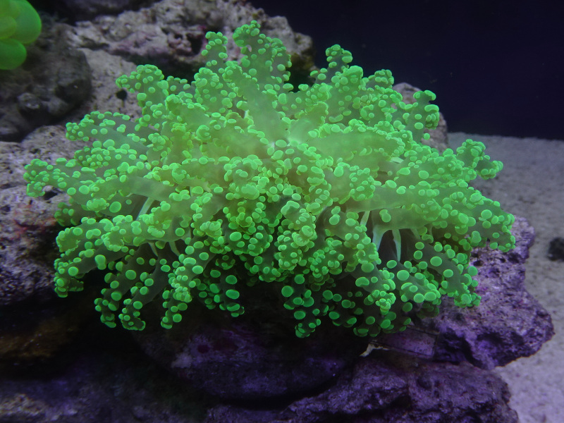 タコアシサンゴ　クリアーグリーン