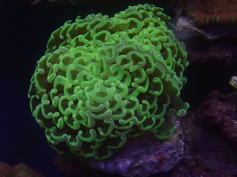 ナガレハナイエローグリーン