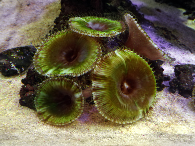 No1サンゾアンジット　グリーン