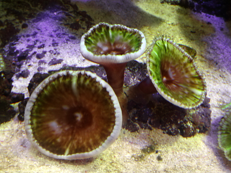 No2サンゾアンジット　グリーン　